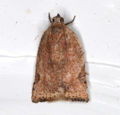 Meritastis ursina
