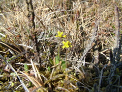 Draba pauciflora