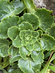 Umbilicus intermedius