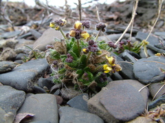 Draba pauciflora