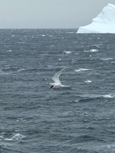Antarctic Tern (Sterna vittata), photo 4