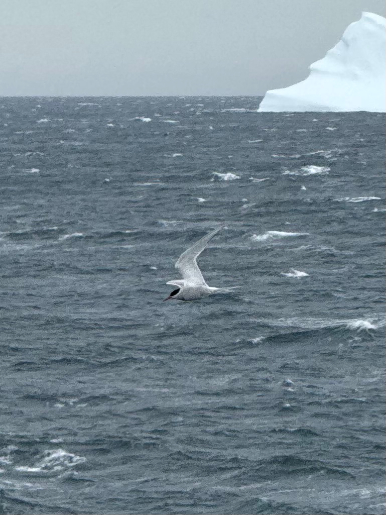 Antarctic Tern (Sterna vittata), photo 4