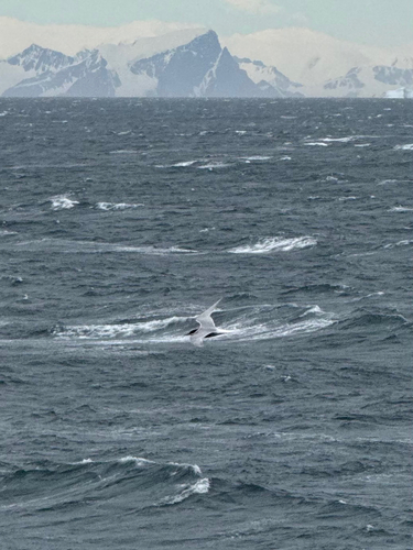 Antarctic Tern (Sterna vittata), photo 5