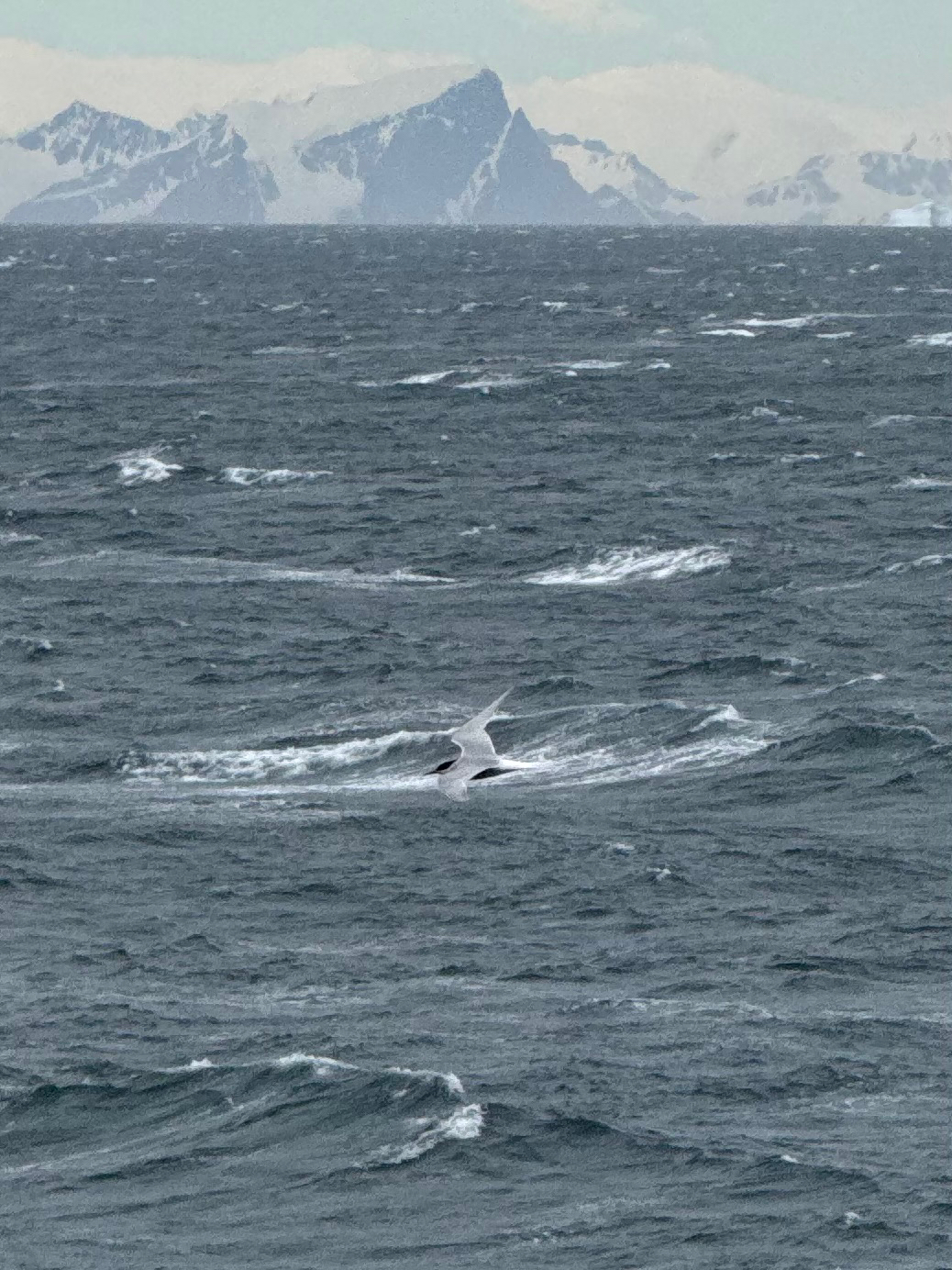 Antarctic Tern (Sterna vittata), photo 5