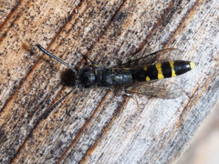 Monosapyga clavicornis