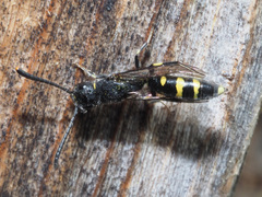 Monosapyga clavicornis