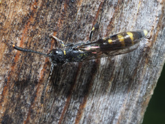 Monosapyga clavicornis