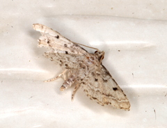 Sufetula hemiophthalma