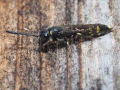 Monosapyga clavicornis