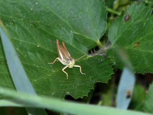 Common Straw Grasshopper, Jennersdorf, Österreich, photo 8 of 10