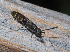 Monosapyga clavicornis