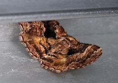 Aporoctena scierodes