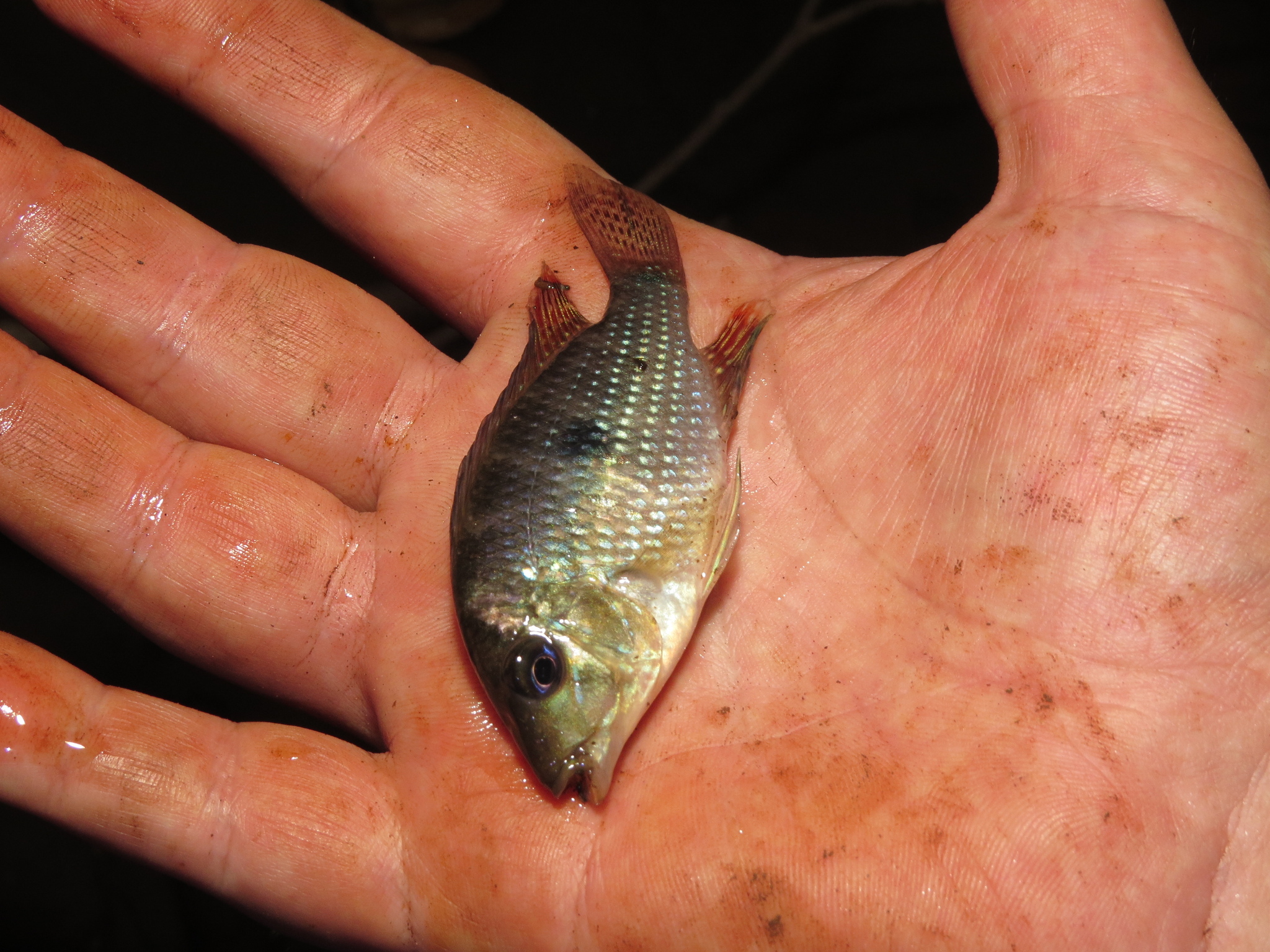 Iporanga Cichlid photo 5