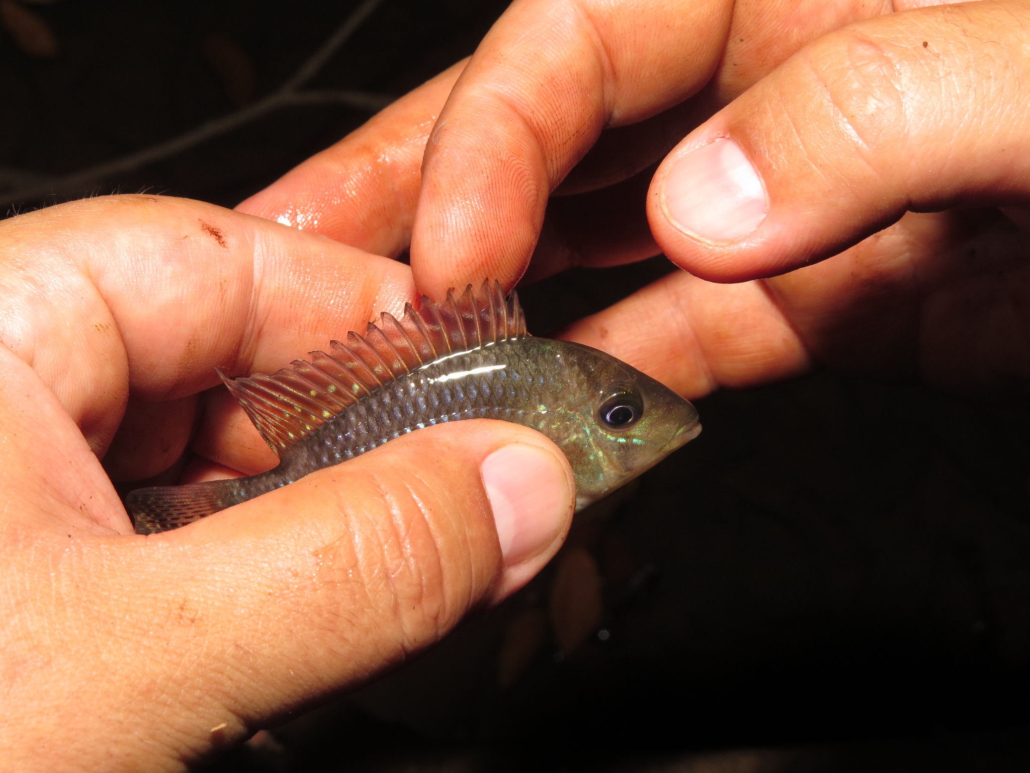 Iporanga Cichlid photo 6