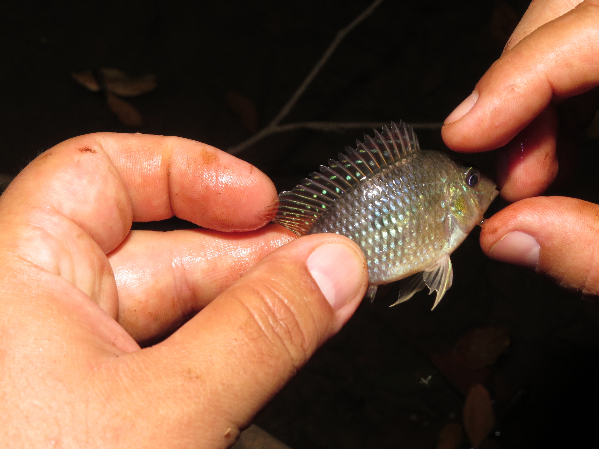 Iporanga Cichlid photo 7