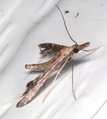 Tineodes adactylalis