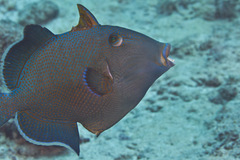 Pseudobalistes fuscus