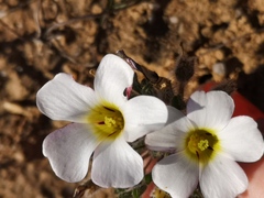 Oxalis argillacea