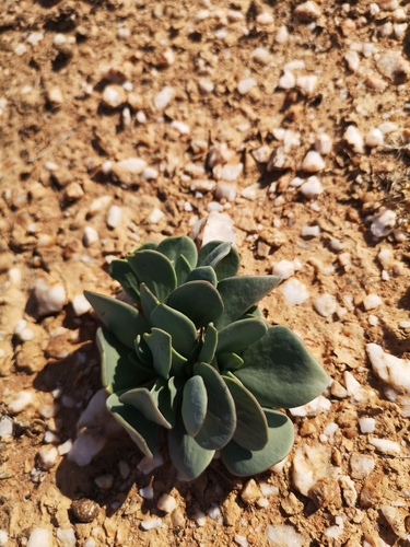 Othonna intermedia