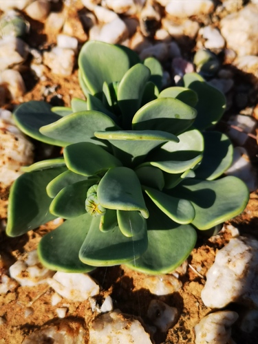 Othonna intermedia