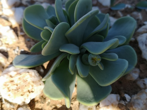 Othonna intermedia