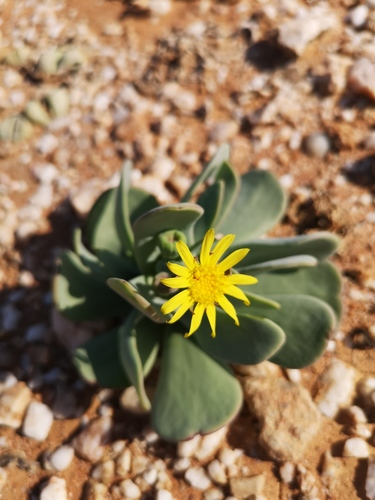 Othonna intermedia