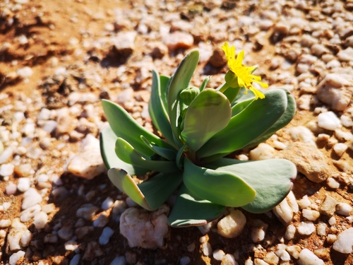 Othonna intermedia