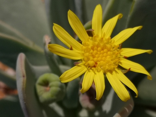 Othonna intermedia