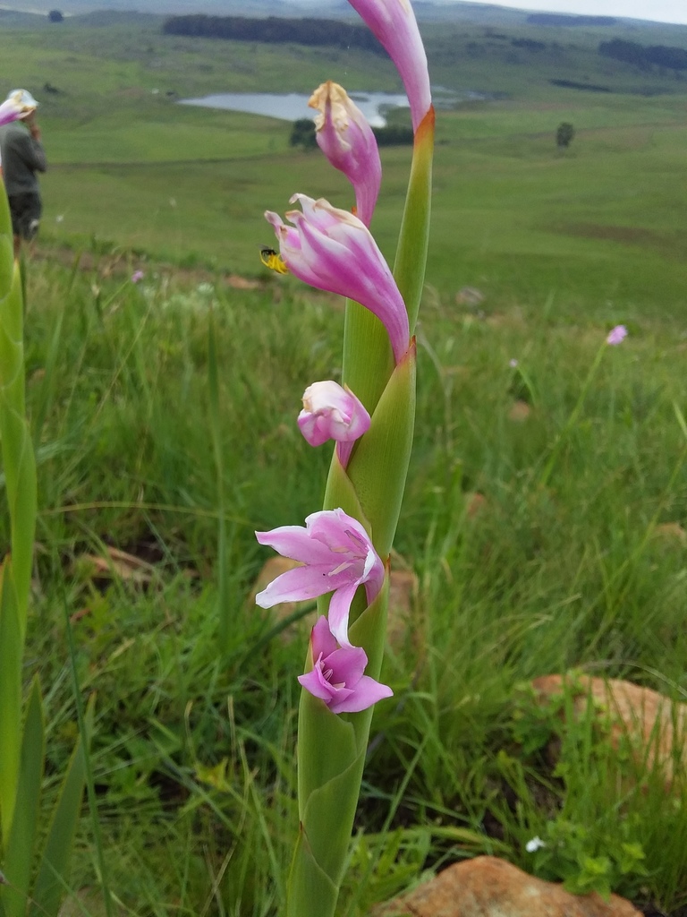 Watsonia occulta
