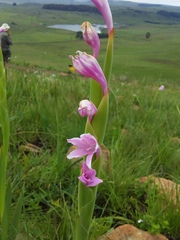 Watsonia occulta