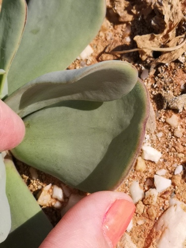 Othonna intermedia