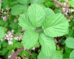 Rubus ordovicum