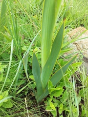 Watsonia occulta