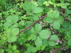 Rubus ordovicum