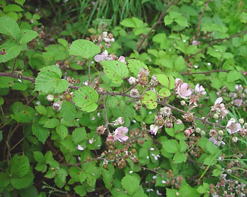 Ordovician Bramble (Rubus ordovicum)