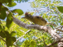 Sakesphorus canadensis