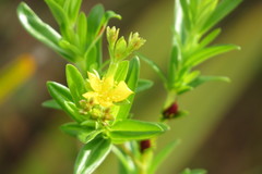Hypericum cistifolium image