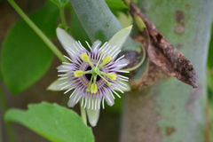 Passiflora morifolia