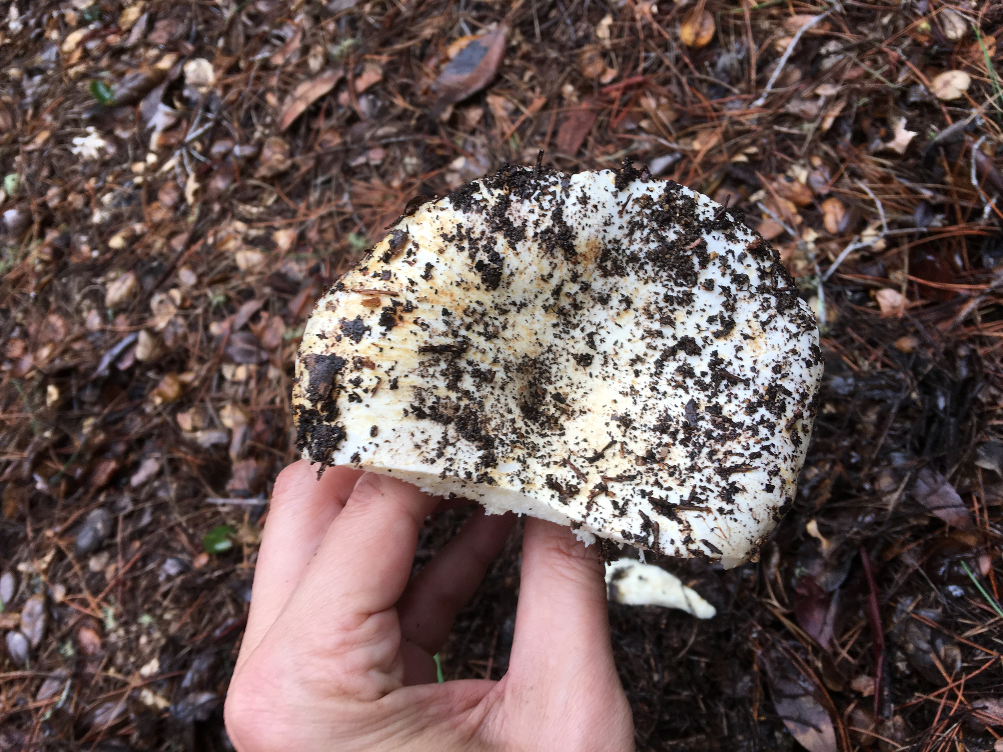 Russula brevipes image