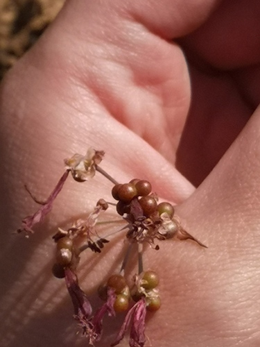 Strumaria truncata