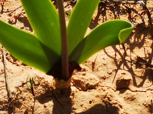 Strumaria truncata