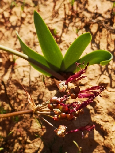 Strumaria truncata