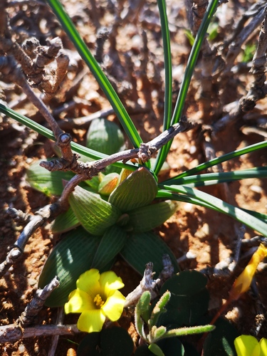 Bulbine fallax