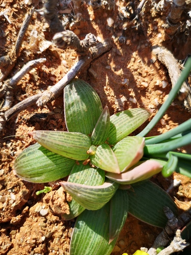 Bulbine fallax