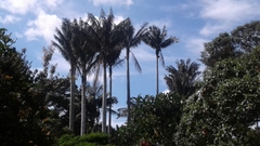 Ceroxylon quindiuense