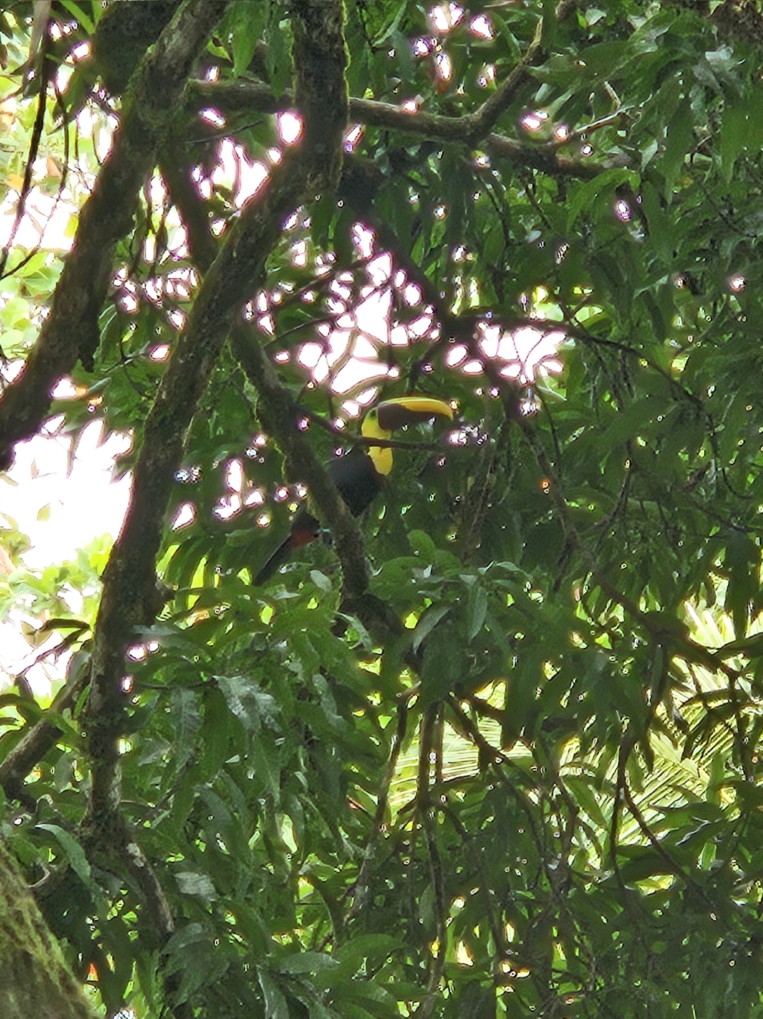 Yellow-throated Toucan (Ramphastos ambiguus), photo 4