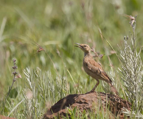 iNaturalist image