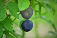 Passiflora morifolia