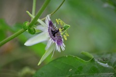 Passiflora morifolia
