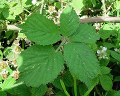 Rubus painteri
